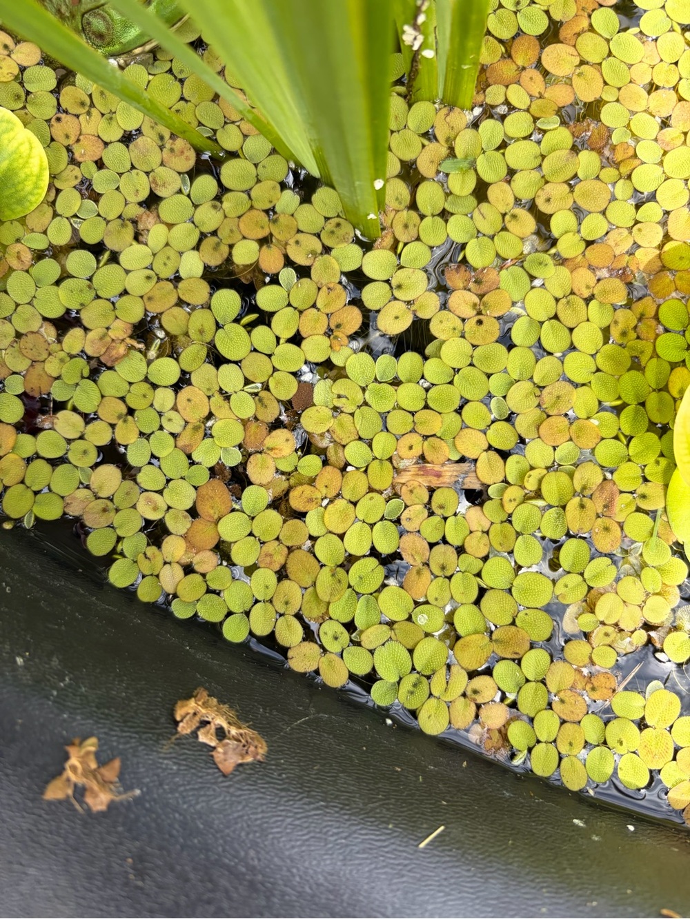 Amazon Frogbit